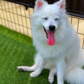 オス犬あるあるに関するアンケートvol.01