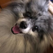 メス犬あるあるに関するアンケートvol.01
