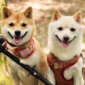 犬の飼い方で後悔をしていることに関するアンケートvol.01