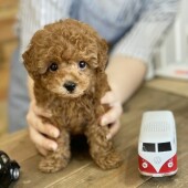 「犬飼いあるある」に関するアンケートvol.06