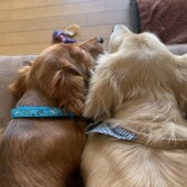 犬の動物病院に関するアンケートvol.01