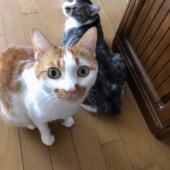 猫の防災に関するアンケートvol.01