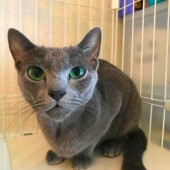 猫の防災に関するアンケートvol.02