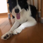 愛犬への思いに関するアンケートvol.01
