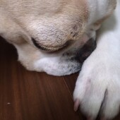 犬の多頭飼いに関するアンケートvol.01