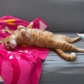 猫のしぐさに関するアンケートvol.01