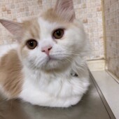 猫のトラブルに関するアンケートvol.01