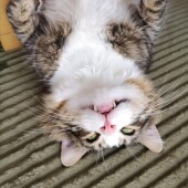 猫のおしっこの病気に関するアンケート