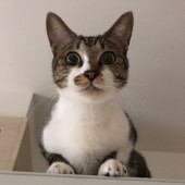 猫のおもちゃに関するアンケート