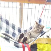 猫砂に関するアンケート