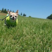 愛犬とのステイホームの生活に関して