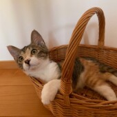 愛猫とのステイホームの生活に関して