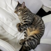 「猫飼いあるある」に関するアンケートvol.03