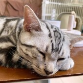 猫の「生態・行動」に関するアンケートvol.01