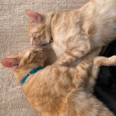 「猫飼いあるある」に関するアンケートvol.04