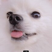 愛犬の留守番に関するアンケートvol.01