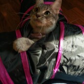 猫飼いのマナーに関するアンケートvol.01