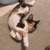 「猫飼いあるある」に関するアンケートvol.05