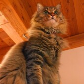 猫の「生態・行動」に関するアンケートvol.02