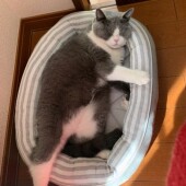 猫の生態・行動に関するアンケートvol.01