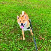 「犬飼いあるある」に関するアンケートvol.08