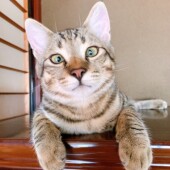 猫の避妊手術に関するアンケートです。