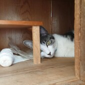 猫の脱走に関するアンケートです。