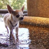 「愛犬の好きなところ」に関するアンケートvol.01