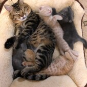 猫のこだわりに関するアンケートvol.01