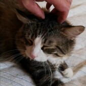 猫の行動に関するアンケートvol.02