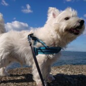 犬の行動に関するアンケートvol.02