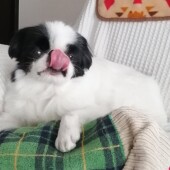 犬の行動に関するアンケートvol.02