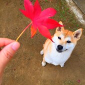 「犬飼いあるある」に関するアンケートvol.10