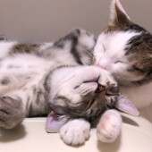 「猫飼いあるある」に関するアンケートvol.07