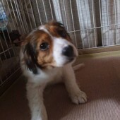 犬の飼育に関するアンケートvol.02
