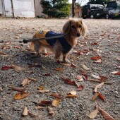 愛犬の留守番に関するアンケートvol.02