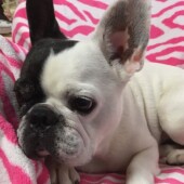 「犬飼いあるある」に関するアンケートvol.11