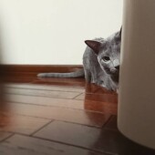 愛猫と叶えたいことに関するアンケートvol.01