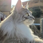 「猫飼いあるある」に関するアンケートvol.08