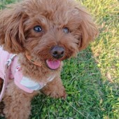 犬の去勢に関するアンケート