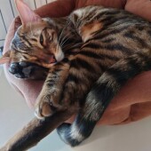 猫の生態・行動に関するアンケートvol.02