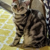 猫飼いさんの引っ越しに関するアンケートvol.01