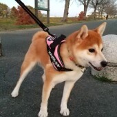 クリスマスの時期に起こった愛犬のトラブル関するアンケートvol.01