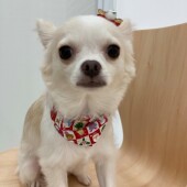 愛犬との年末年始に関するアンケートvol.01
