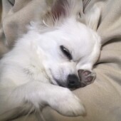 犬の行動に関するアンケートvol.04