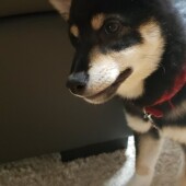 犬の散歩に関するアンケートvol.03