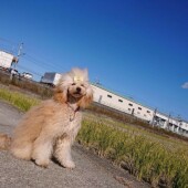 犬の飼い主さんへ「コロナ禍以降の気持ちの変化」に関するアンケートvol.02