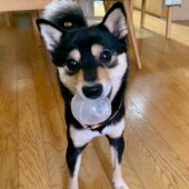 「犬飼いあるある」に関するアンケートvol.12