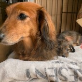 愛犬の病気に関するアンケートvol.01