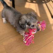 愛犬との年末年始に関するアンケートvol.02